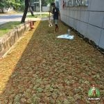 Proses Penanaman rumput gajah mini cikarang