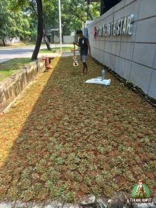 Proses Penanaman rumput gajah mini cikarang