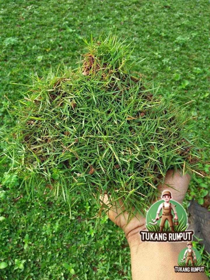 Jual Rumput di Cikupa Harga Murah Siap Kirim