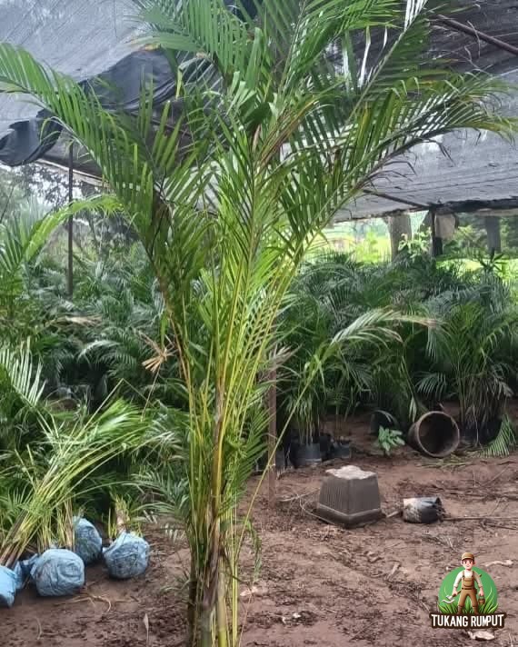 cara menanam palem kuning