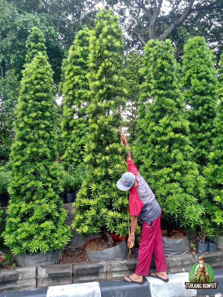 cara merawat pohon lohansung