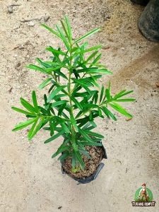 daun lohansung menguning