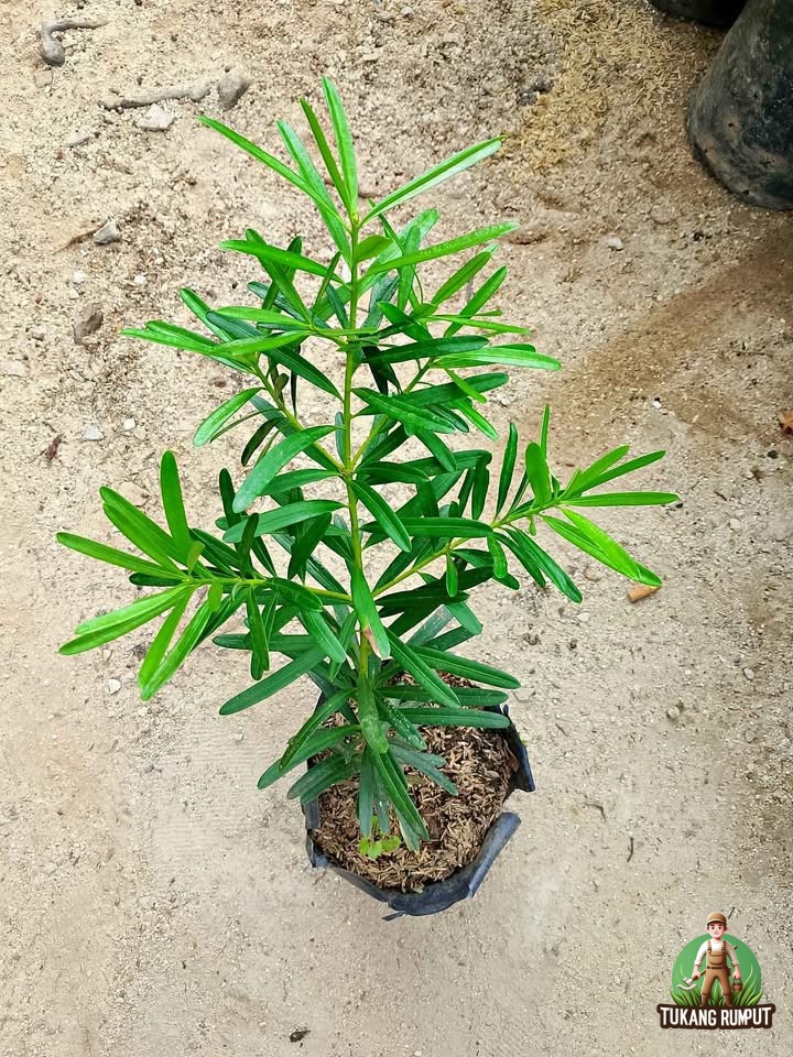 daun lohansung menguning
