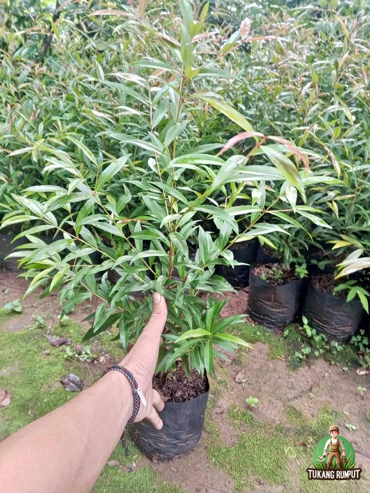 daun pucuk merah tidak merah