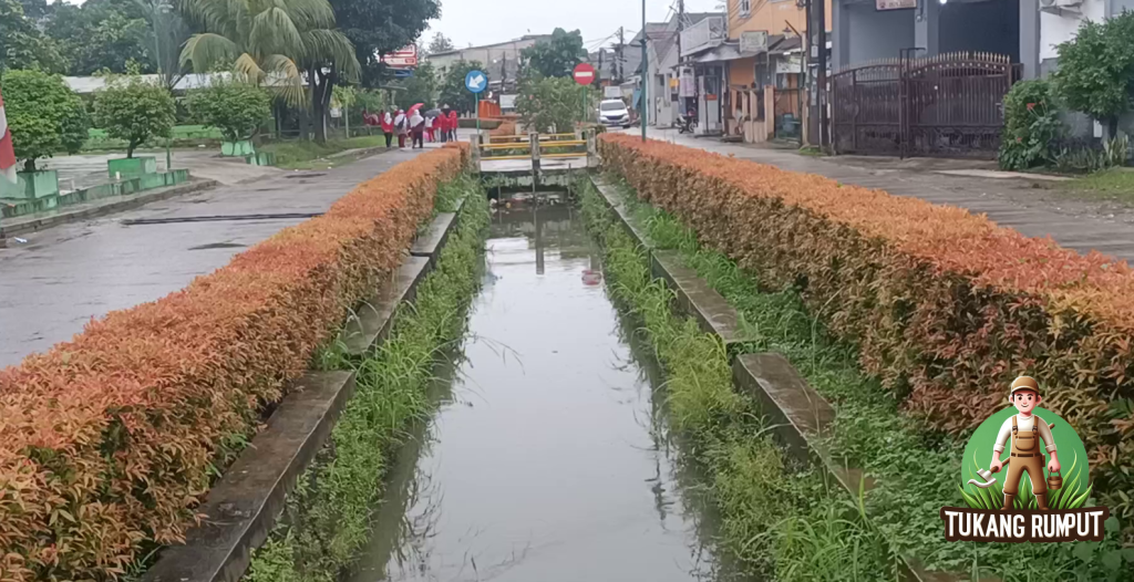 Cara Memangkas Pucuk Merah agar Rapi sebagai Tanaman Pagar