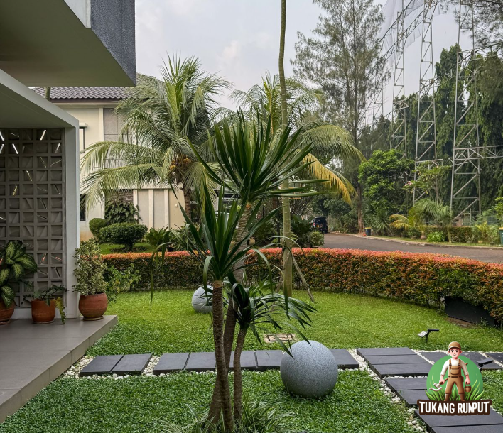Inspirasi Taman Minimalis dengan Pohon Pucuk Merah