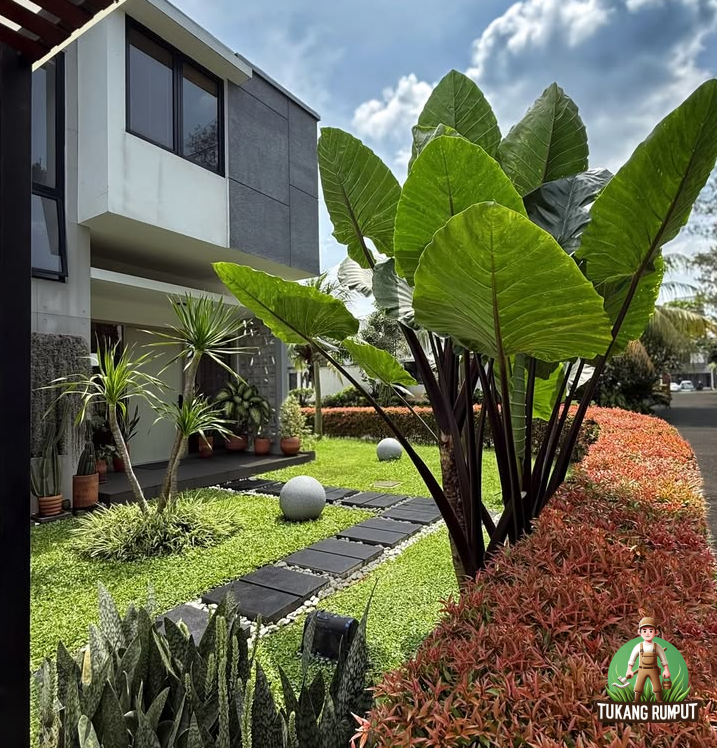 Kombinasi Pucuk Merah dengan Rumput Gajah Mini untuk Taman Rumah