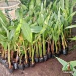 Jual Pohon Heliconia Pisang Hias - Bunga Tropis Cantik dengan Harga Terjangkau