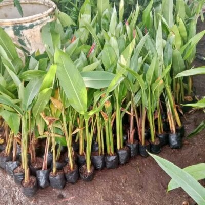 Jual Pohon Heliconia
