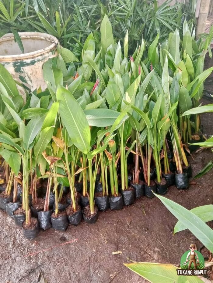 Jual Pohon Heliconia