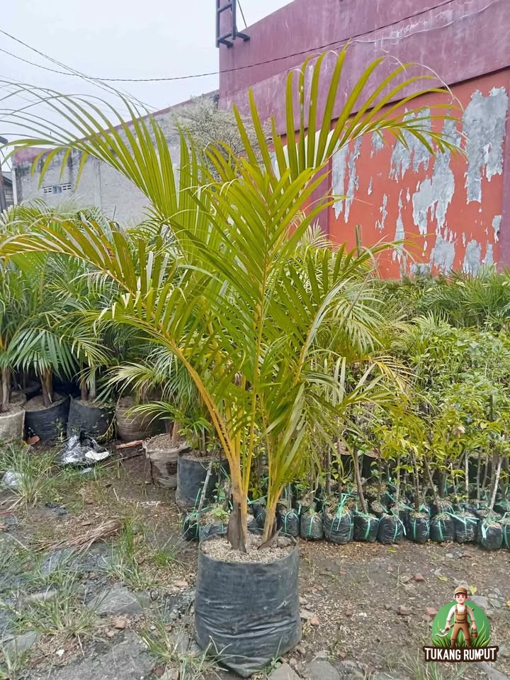 kenapa daun palem kuning menguning, palem kuning menguning, daun palem kuning kering, penyebab palem kuning kuning, cara mengatasi palem kuning menguning