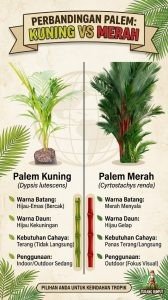 palem kuning vs palem merah