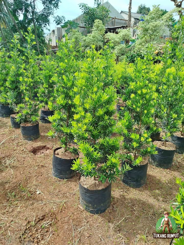 pohon lohansung
