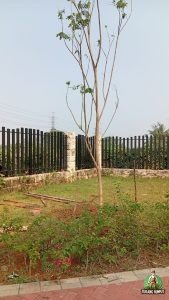 project pergantian pohon trembesi di cikupa