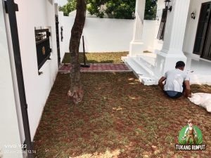 Hasil Penanaman Gajah mini proyek di bekasi