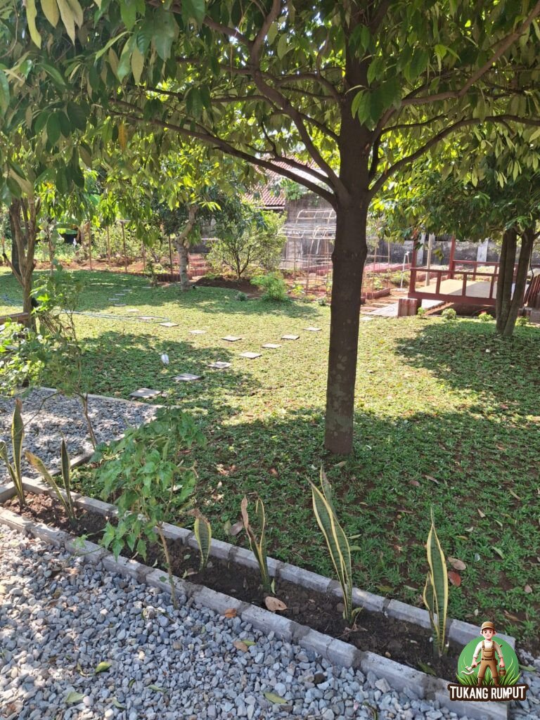 Pemasangan Rumput di Bogor Utara