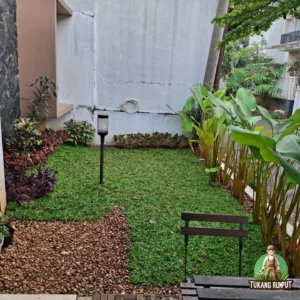 Hasil Penanaman Rumput Gajah Mini Sentul