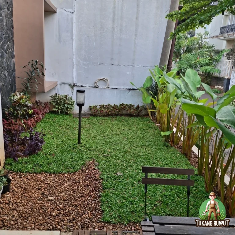 Penanaman Rumput Gajah Mini dan Pohon Pisang Calatea di Babakan Madang Sentul Kabupaten Bogor