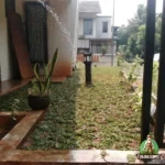 Hasil Penanaman di Cibubur