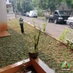 Hasil Penanaman rumput Gajah Mini di Cibubur