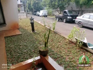 Hasil Penanaman rumput Gajah Mini di Cibubur