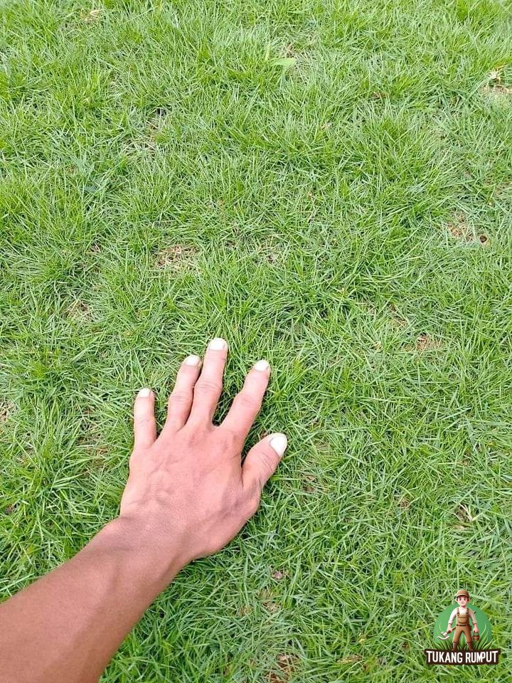 Rumput Swiss di Serpong