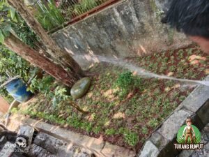 Pemasangan Rumput Gajah Mini dan Pohon Brokoli