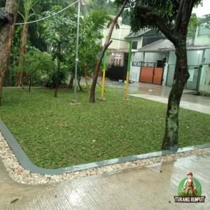 penanaman rumput gajah mini dan pohon buah jeruk & limo