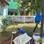 Proses Penanaman Rumput