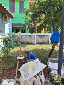 Proses Penanaman Rumput