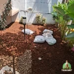 Proses Penanaman Rumput Gajah Mini Sentul.jpg