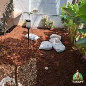Proses Penanaman Rumput Gajah Mini Sentul.jpg
