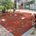 penanaman rumput gajah mini dan pohon buah jeruk & limo