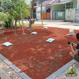 penanaman rumput gajah mini dan pohon buah jeruk & limo