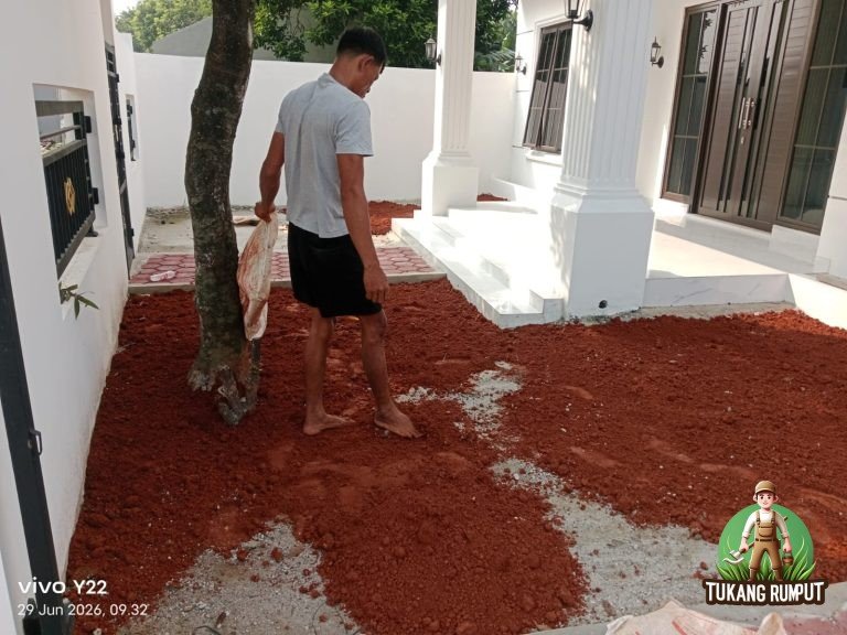 Penanaman Rumput Gajah Mini Rumah Bapak Patar Tobing
