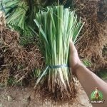 Jual Rumput Vetiver Akar Wangi Solusi Erosi