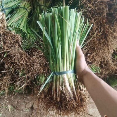 Rumput Vetiver Perbatang
