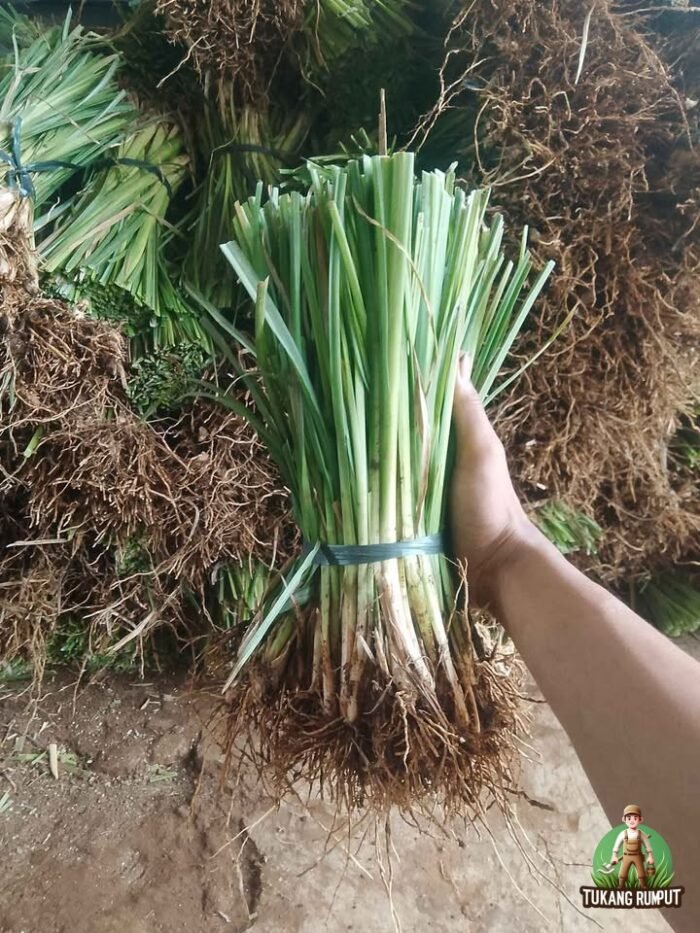 Rumput Vetiver Perbatang